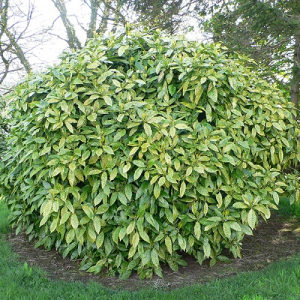 Aucuba japonica - Pjegavi javor - visoki zbun