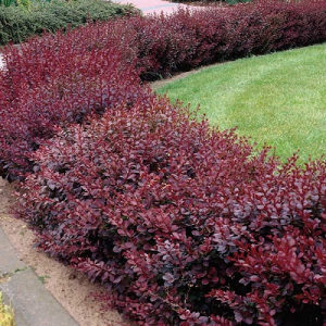 Berberis thunbergii atropurpurea (crveni) - visoki zbun