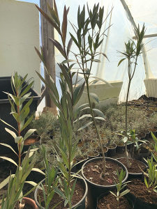 Oleander sadnice