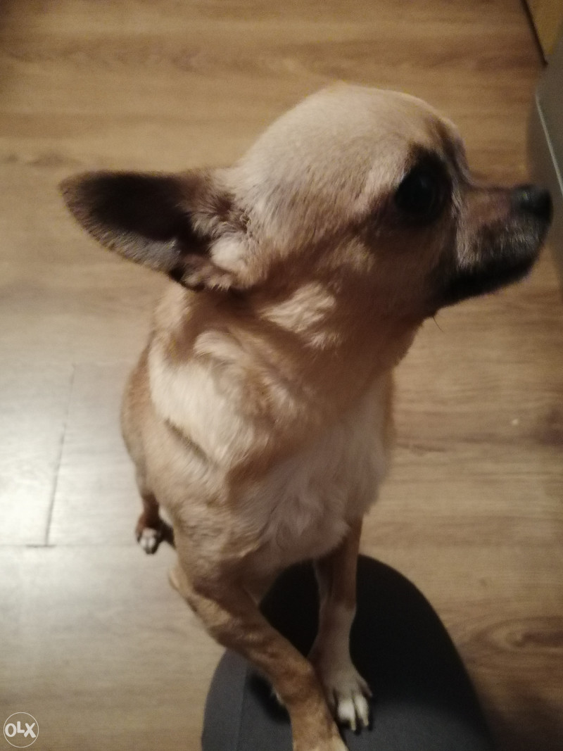 Mini čivava na poklon