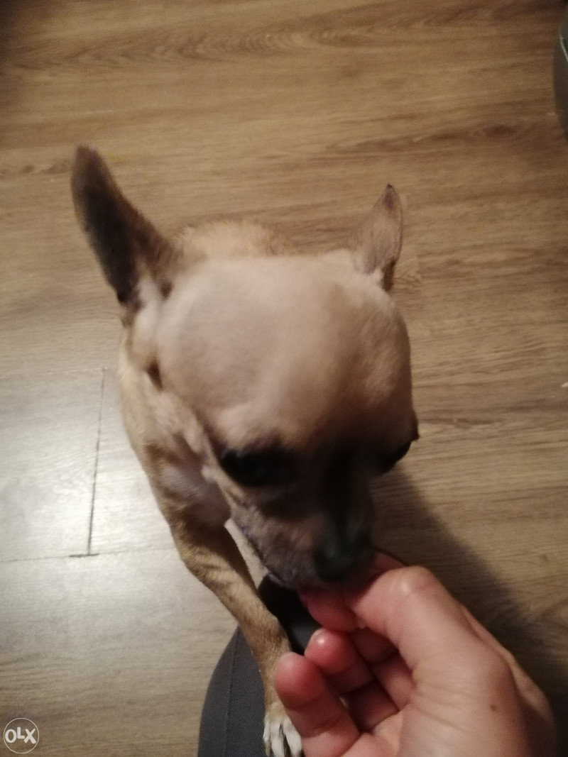 Mini čivava na poklon