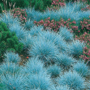 Ukrasna trava festuka (festuca Eliah blue) sadnice