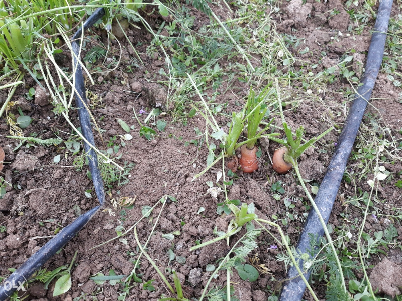 Mrkva Prasa Persun povrce domace