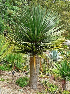 Drvenasta juka (yucca treeculeana) sadnice