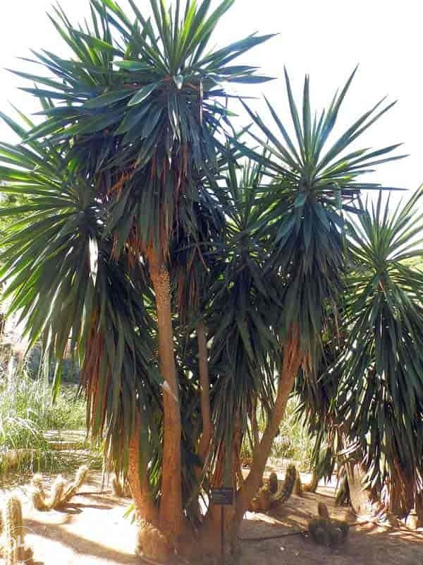 Drvenasta juka (yucca treeculeana) sadnice