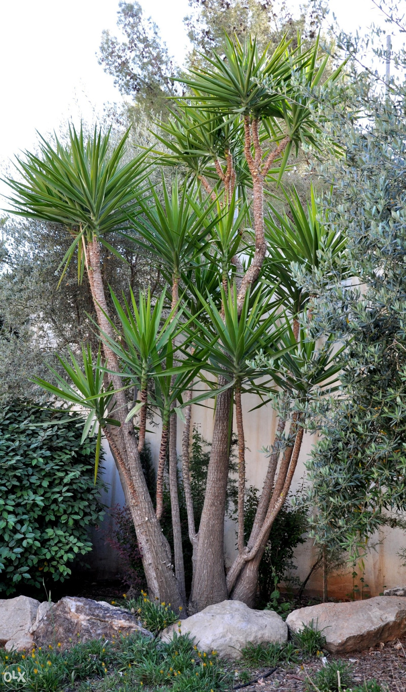 Drvenasta juka (yucca treeculeana) sadnice