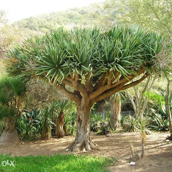 Drvenasta juka (yucca treeculeana) sadnice