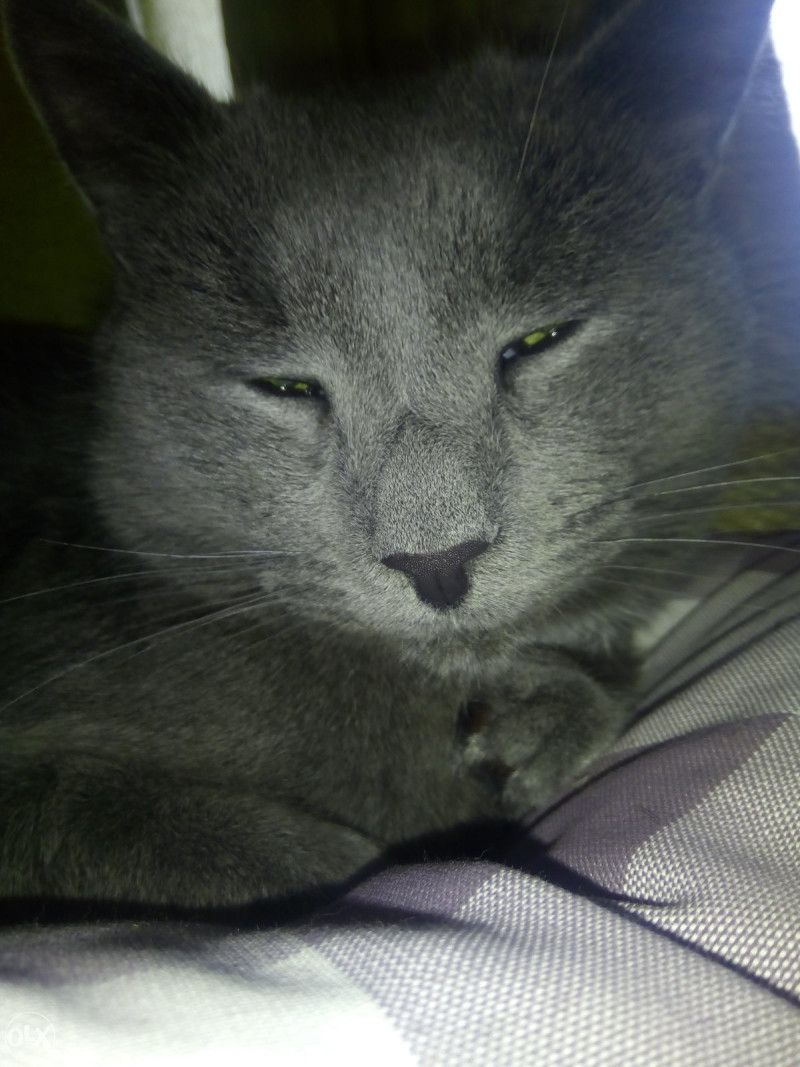 Macak sivi