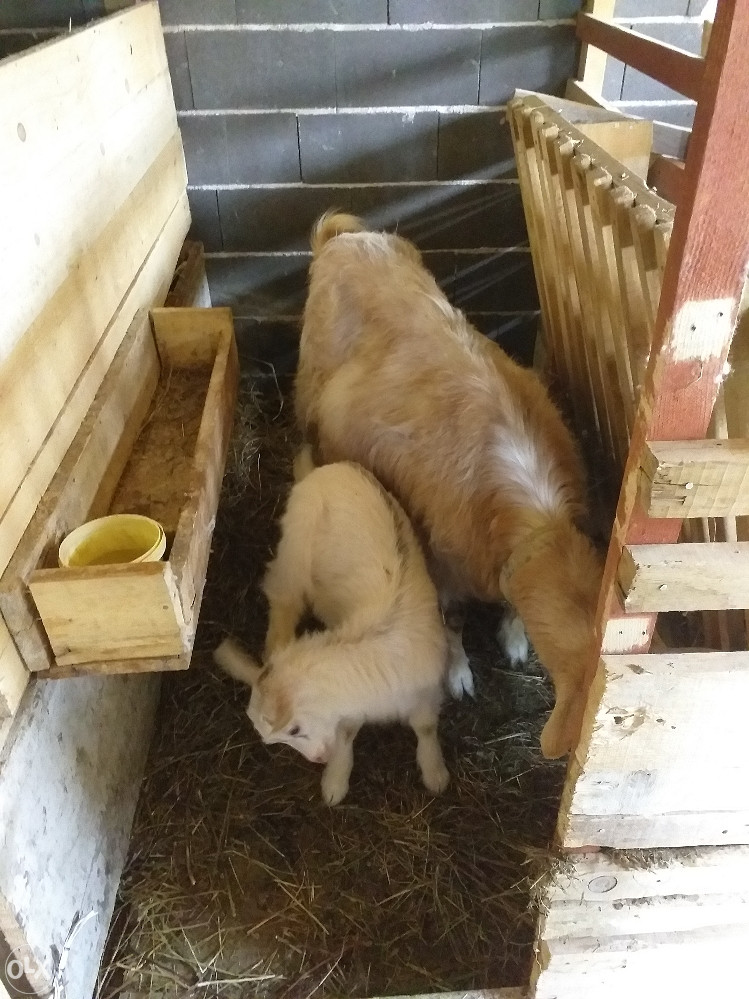 Domaće životinje