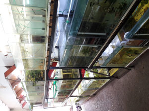 Akvariumske ribice