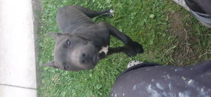 PitBull Terijer pit bull