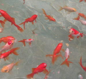 Zlatne ribice - Japanke